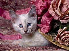 Cat in the Hat, Siamese Kitten